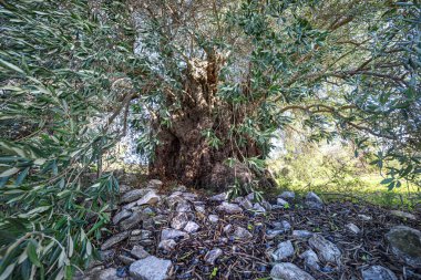 Geniş deforme gövdesi ve yerde meyveleri olan eski zeytin ağacı dramatik geniş açı perspektifi.