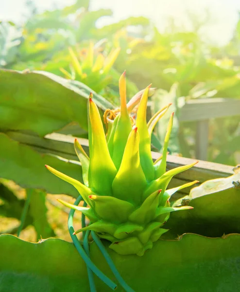 Primer Plano Fruta Del Dragón Que Crece Plantación — Foto de Stock