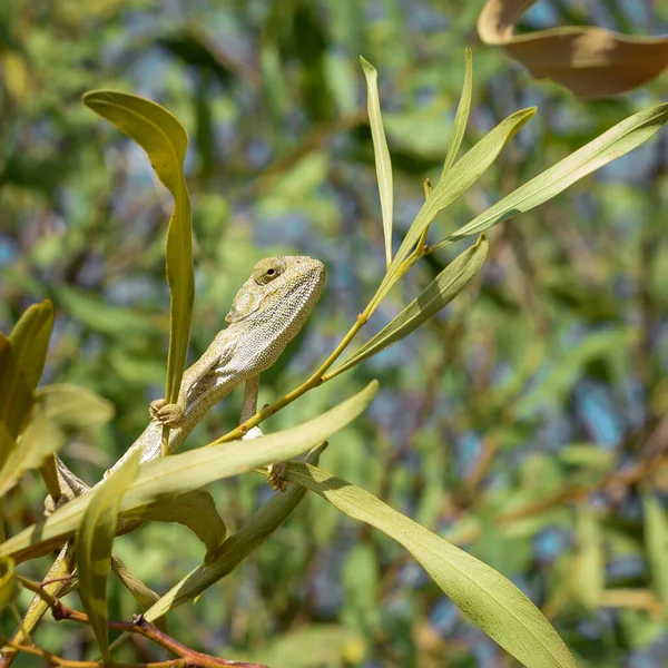 Camaleão Amarelo Senta Galho Árvore Com Olhar Orgulhoso Arrogante Vida — Fotografia de Stock