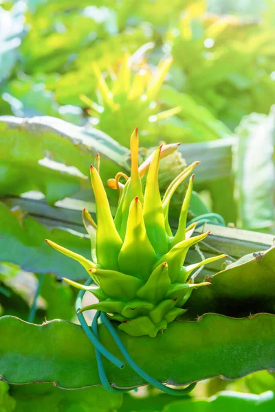 Fruta Dragón Cruda Creciendo Una Planta Fruta Dragón Lejos — Foto de Stock