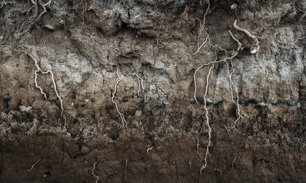 Earth Section Different Layers Soil Rocks Plant Roots Underground — Stock Photo, Image