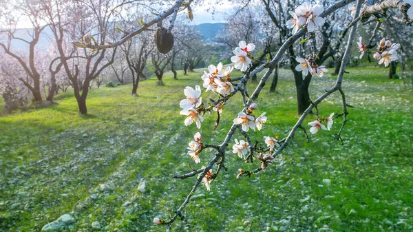 Gałąź Drzewa Migdałowego Białymi Różowymi Kwiatami Ogrodzie Wiosną — Zdjęcie stockowe