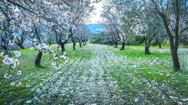 Sad Drzew Migdałowych Wiosną Drzewa Pokryte Białymi Kwiatami Rzędzie Wzdłuż — Zdjęcie stockowe