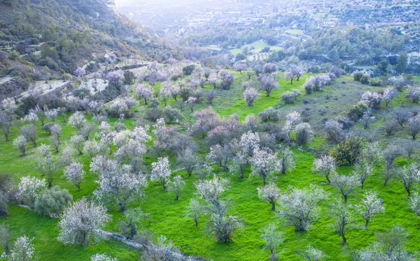 Wiosną Drzewa Migdałowe Pokryte Białymi Kwiatami Widok Góry Panorama Drona — Zdjęcie stockowe