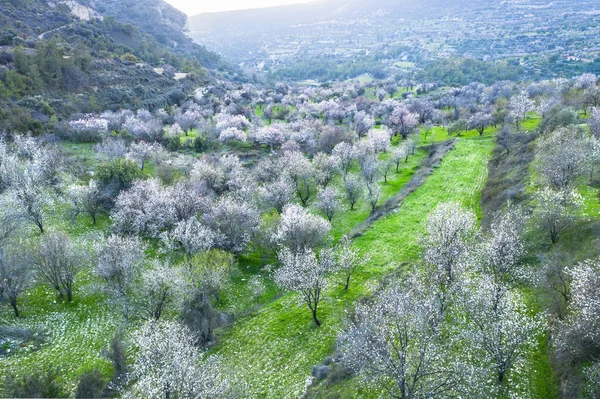 Gaj Migdałowy Białymi Kwiatami Wiosenny Krajobraz Limnatis Cypr — Zdjęcie stockowe