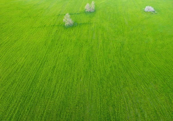 Grüne Felder Und Bäume Luftaufnahme Drohne Minimalistische Landschaft — Stockfoto