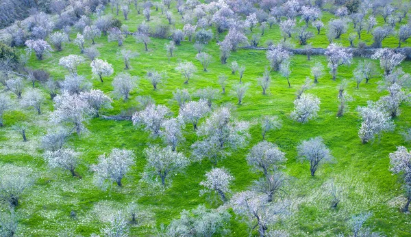绿草之上的白树 春天的杏树果园 — 图库照片