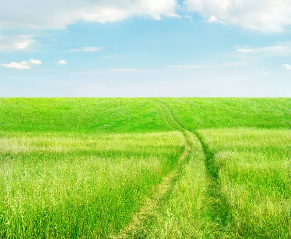 浅蓝色天空和云彩下有轮迹的绿燕麦草地 — 图库照片