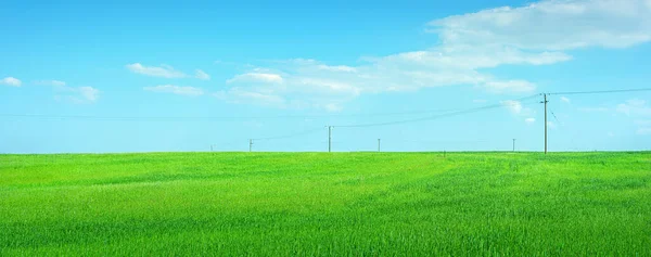 Feld Grüner Feldfrüchte Mit Strommasten Gegen Hellblauen Himmel Mit Wolken — Stockfoto