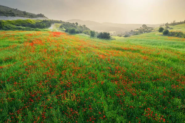 Dzikie Maki Polu Zielonej Pszenicy Zmierzchu Wiosna Cypr Krajobraz Wiejski — Zdjęcie stockowe