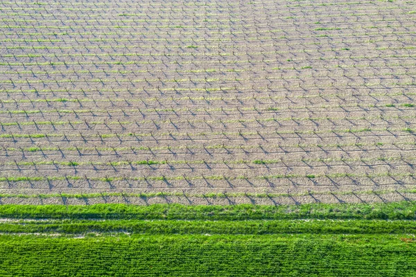 Wiosną Nagie Winnice Zielone Pola Uprawne Widok Góry Drony — Zdjęcie stockowe