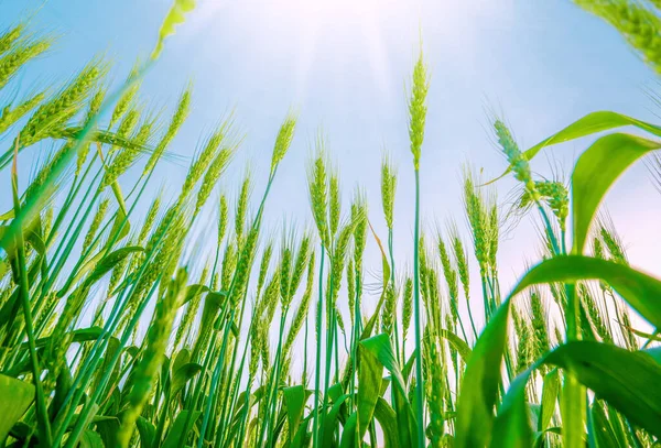 Green Wheat Plants Blue Sky Sunlight Dramatic Low Angle View — Foto Stock