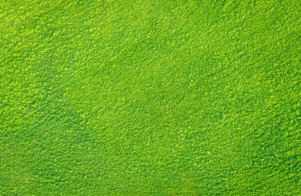摘要天然质感 草地上浅绿色的草 从正上方俯瞰 — 图库照片