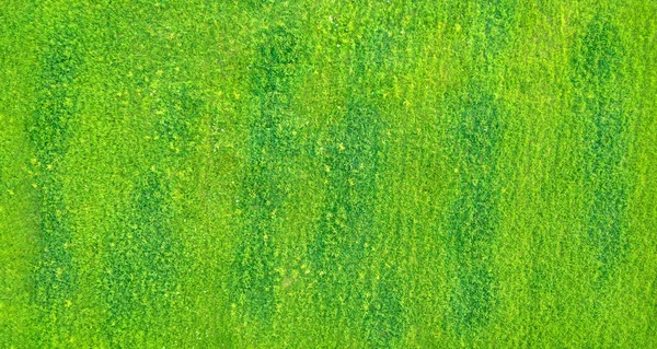 Drone View Fresh Yellow Green Lawn Dark Green Spots Aerial — Stockfoto