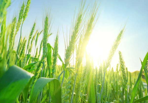 Green Ears Wheat Ripening Field Close Sun Flare — Stock Photo, Image