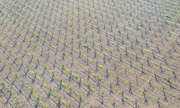 Rows Vine Plants Field Long Shadows Top View Vanishing Point — Zdjęcie stockowe