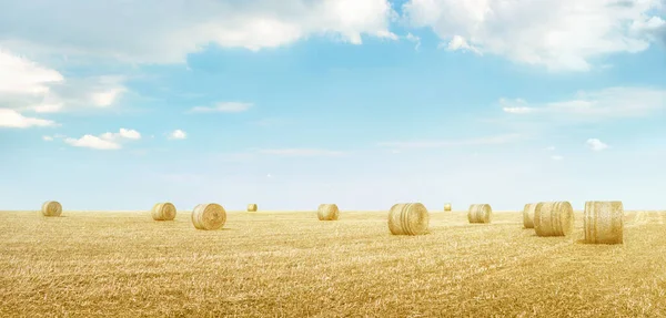 浅蓝色的天空下 乌云铺满干草的黄田全景 简朴的景观背景 — 图库照片