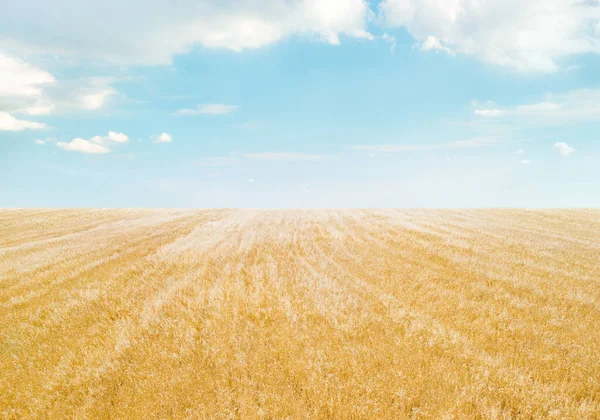 Pole Złotych Upraw Pod Błękitnym Niebem Chmurami Minimalistyczny Krajobraz — Zdjęcie stockowe