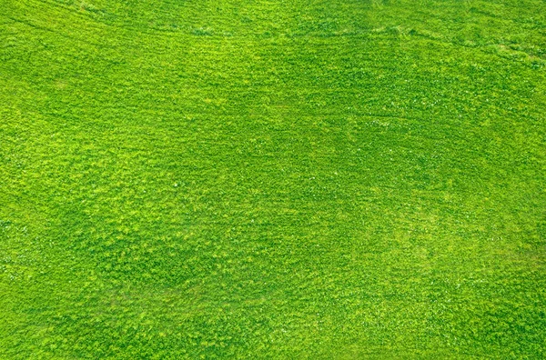 Natural Abstract Texture Field Green Grass Aerial View — Stock Photo, Image