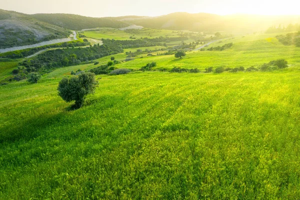 Green Field Growing Wheat Sunset Springtime Cyprus Landscape — Zdjęcie stockowe