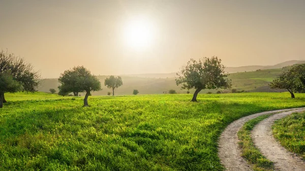 宁静的塞浦路斯风景 绿地绿树成荫 反光镜头照明弹 — 图库照片