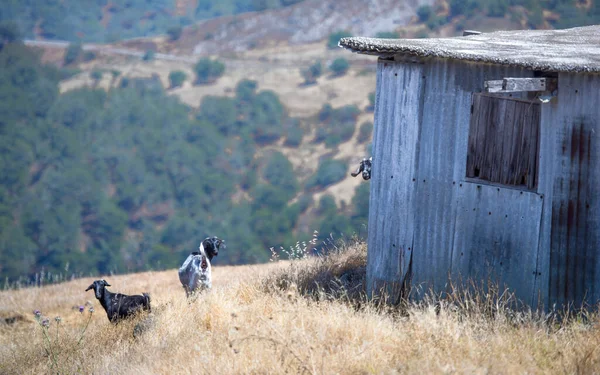 Landflucht Zypern Ruinen Eines Verlassenen Dorfes Dem Früher Ziegen Gehalten — Stockfoto