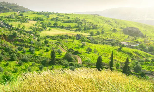 Chipre Paisaje Rural Con Cultivos Amarillos Campos Agrícolas Verdes Olivos — Foto de Stock