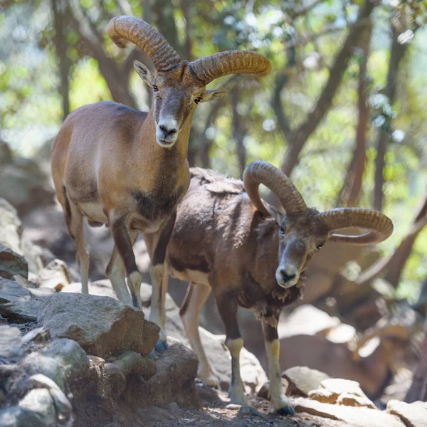 Deux Mouflons Mâles Chypre Moutons Sauvages Dans Forêt Montagne Animaux — Photo