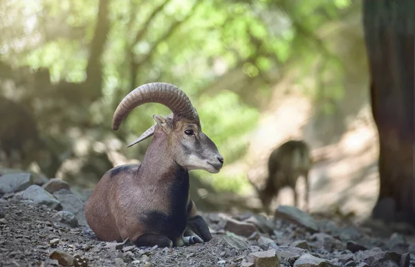 Mouflon Mâle Chypre Agrino Dans Nature Gros Plan Troodos Montagnes — Photo