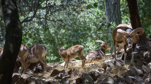 Troupeau Mouflons Sauvages Chypre Animaux Sauvages Dans Leur Habitat Naturel — Photo