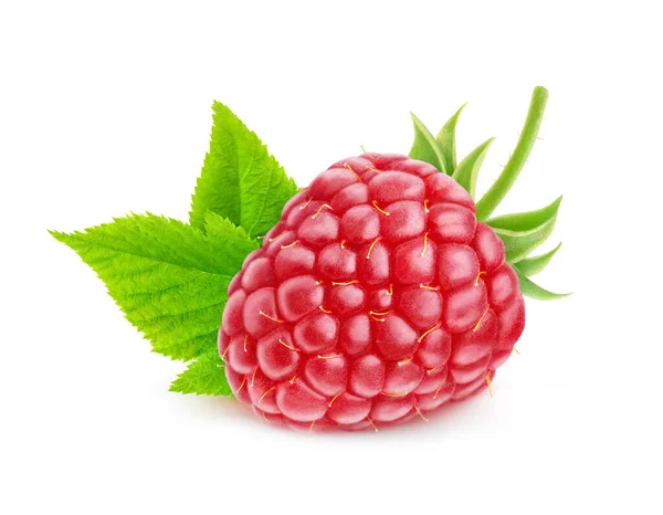 Uma Fruta Rasberry Fechar Com Folha Caule Isolado Fundo Branco — Fotografia de Stock
