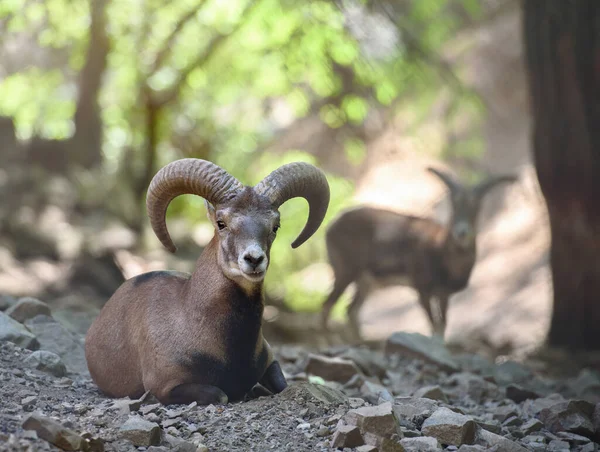 Portrait Animal Mouflon Sauvage Chypre Dans Habitat Naturel Troodos Montagnes — Photo