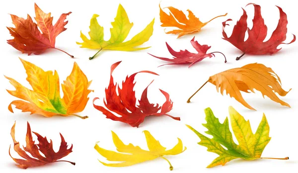 Изолированная Коллекция Осенних Листьев Красный Желтый Оранжевый Клен Плоское Дерево — стоковое фото