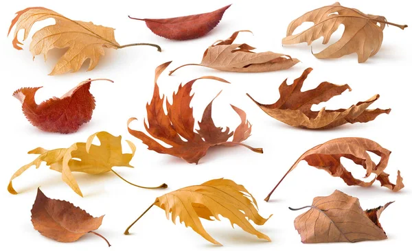 Изолированная Коллекция Сухих Листьев Коричневые Осенние Сухие Листья Деревьев Лежат — стоковое фото