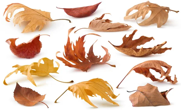 Isolated Dried Leaf Collection Brown Autumn Dry Tree Leaves Lying — Fotografie, imagine de stoc