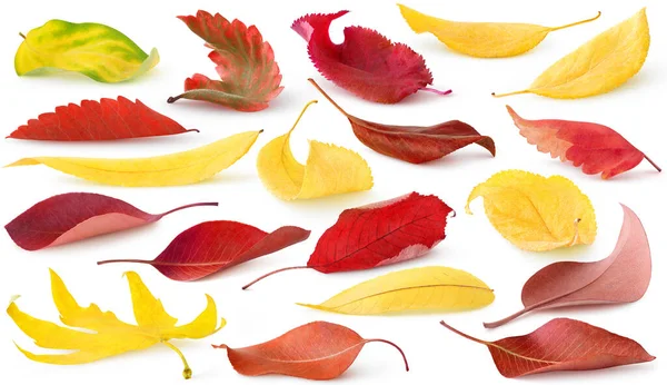 Изолированные Осенние Листья Коллекция Красных Желтых Листьев Деревьев Кустарников Лежащих — стоковое фото