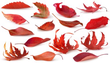 Isolated red autumn leaves. Collection of red and purple tree leaves lying on the ground isolated on white background