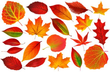 Collection of 25 red autumn tree leaves on white background. Realistic digital illustration based on render by neural networ