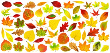 Large collection of multicolored autumn tree leaves (red, orange, yellow, green) on white background. Realistic digital illustration based on render by neural networ