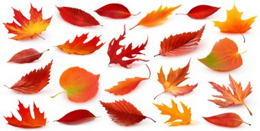 Collection of red autumn trees leaves fallen to the ground with shadow isolated on white background. Realistic digital illustration based on render by neural networ