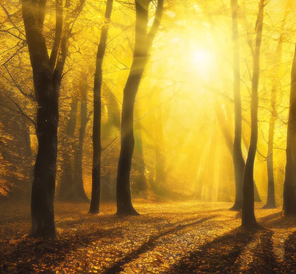 Enchanted Autumn Forest Bright Golden Sunshine Trees Golden Fog Square — Foto Stock