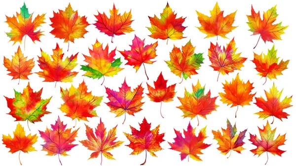 Collection Multicolored Maple Tree Leaves Red Orange Purple Yellow Green — Photo
