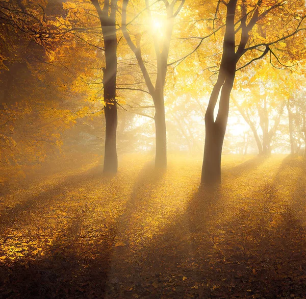 Sunny Morning Autumn Park Landscape Sun Rays Shining Branches Yellow — Zdjęcie stockowe