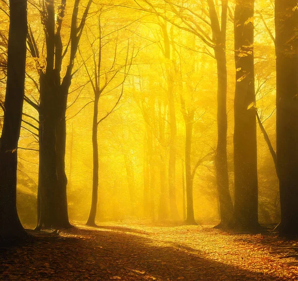 Verzauberter Herbstwald Goldener Nebel Durch Gelbes Laub Scheinendes Sonnenlicht Quadratisches — Stockfoto