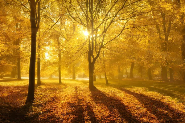 阳光透过公园里金秋的树枝闪耀 黄昏的长影 背光的树型轮廓 基于神经网络渲染的数字图像 — 图库照片