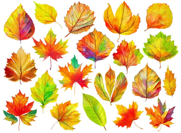 Colección Hojas Decorativas Coloridas Árboles Otoño Aisladas Sobre Fondo Blanco — Foto de Stock