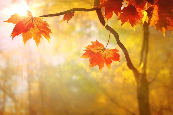 Ramo Acero Con Foglie Rosse Autunno Caduta Parco Raggi Sole — Foto Stock