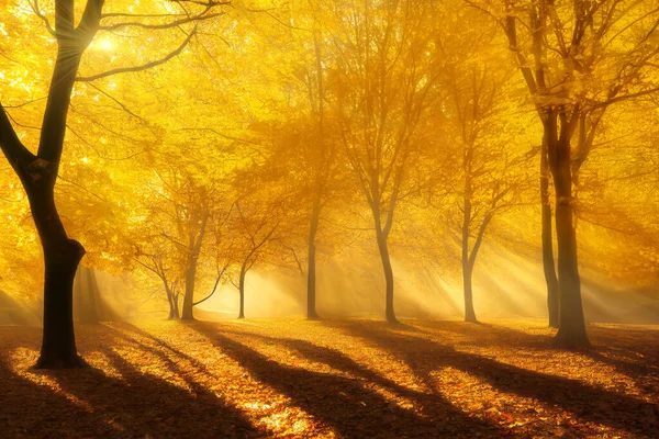Wieczór Jesiennym Parku Złote Drzewa Dramatyczne Długie Cienie Promienie Słońca — Zdjęcie stockowe