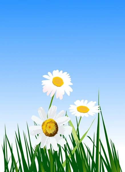 Daisies — Stock Vector