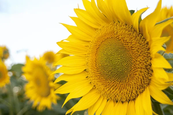 Zonnebloem close-up — Stockfoto